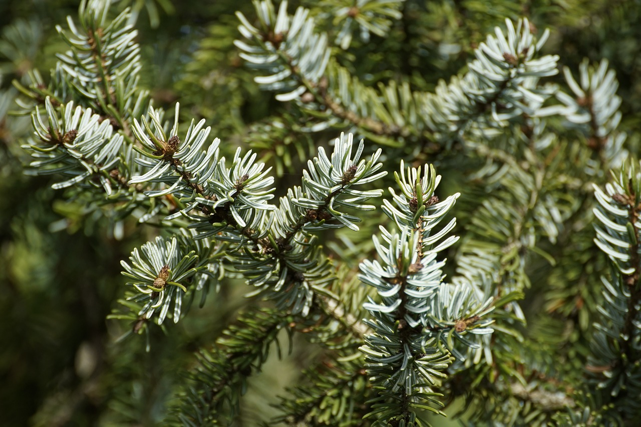 Weihnachtsbaum und Markt in Wismar