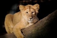 Halloween-Spektakel im Schweriner Zoo